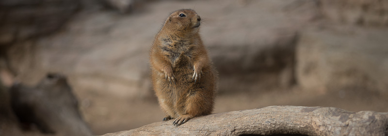 Zoo_colegio_ingenieria_telecomunicacion_barcelona