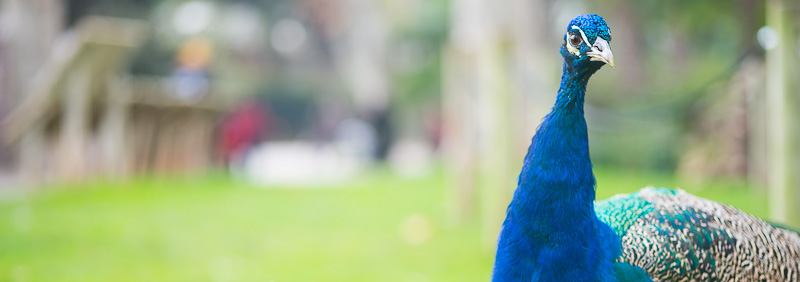 zoo_barcelona_colegio_ingenieros_telecomunicacion_barcelona